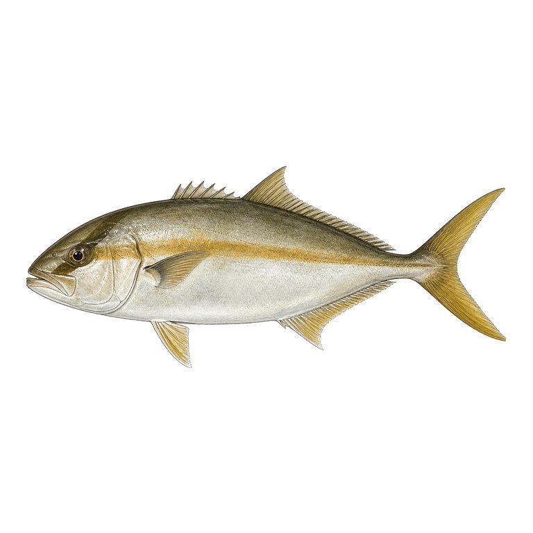 Illustration of a single Greater amberjack (Seriola dumerili) for the Azores species directory