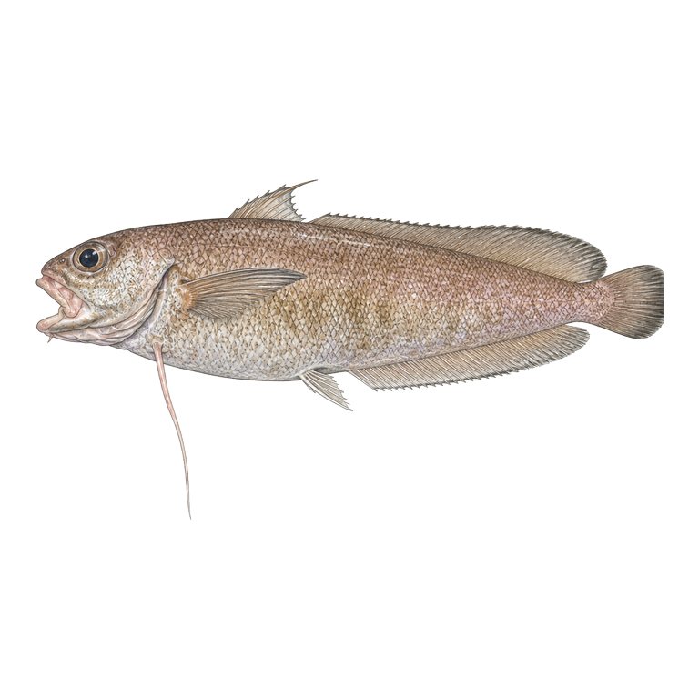 Illustration of a single Greater forkbeard (Phycis blennoides) for the Azores species directory