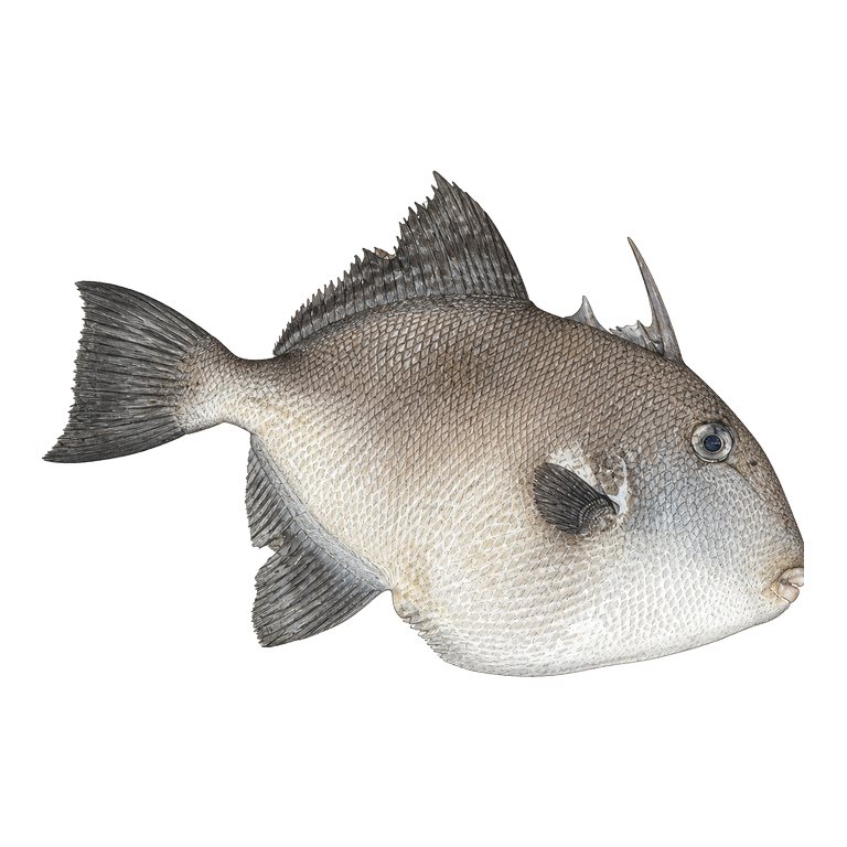 Illustration of a single Grey triggerfish (Balistes capriscus) for the Azores species directory