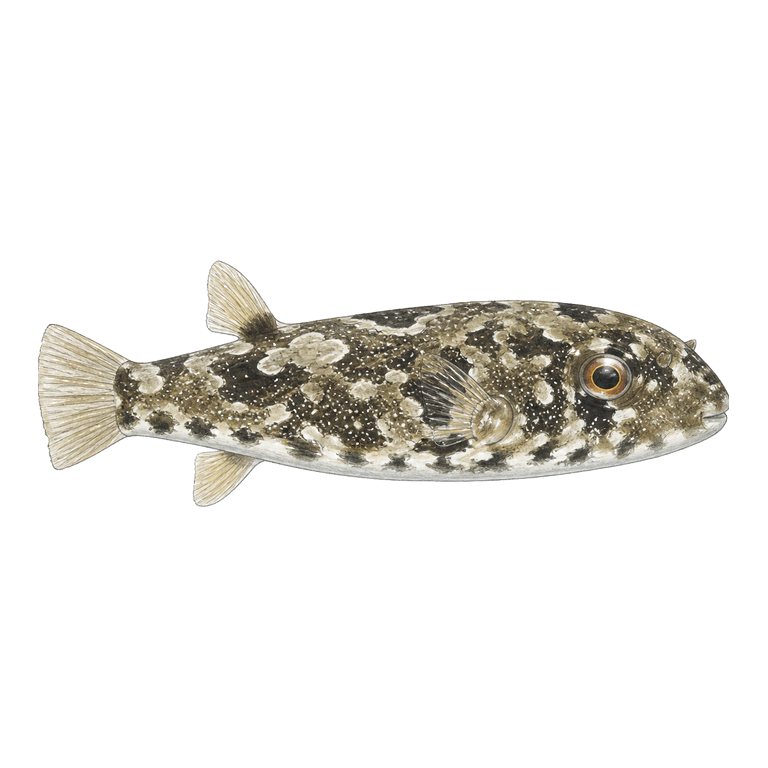 Illustration of a single Guinean puffer (Sphoeroides marmoratus) for the Azores species directory