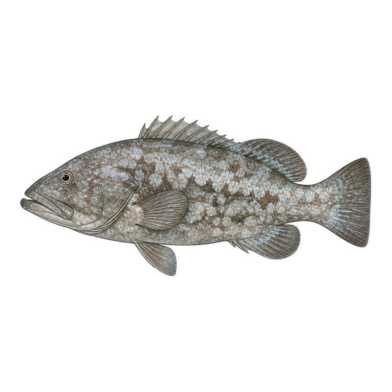Illustration of a single Island grouper (Mycteroperca fusca) for the Azores species directory