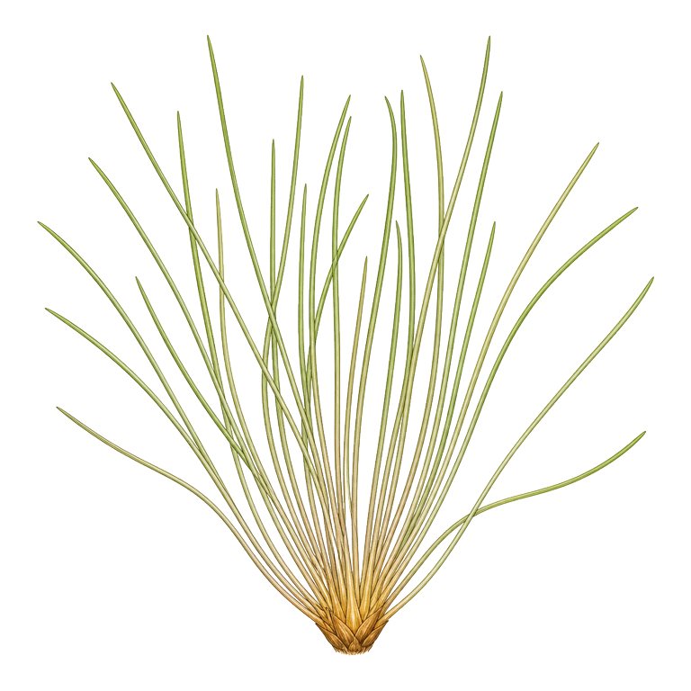 Illustration of a single Azores endemic — Isoetes azorica (Isoetes azorica) for the Azores species directory