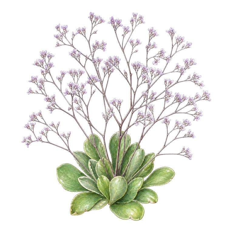 Illustration of a single Azores endemic — Limonium diasii (Limonium diasii) for the Azores species directory