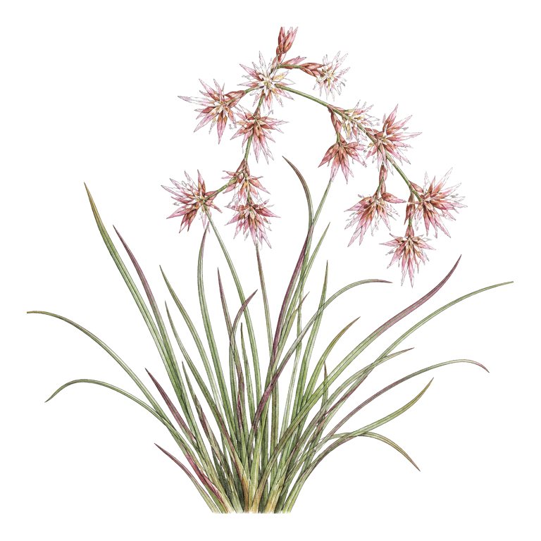 Illustration of a single Azores endemic — Luzula purpureosplendens (Luzula purpureosplendens) for the Azores species directory