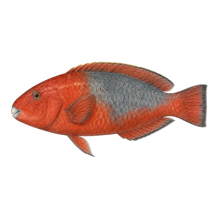 Illustration of a single Mediterranean parrotfish (Sparisoma cretense) for the Azores species directory