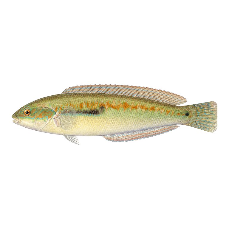 Illustration of a single Mediterranean rainbow wrasse (Coris julis) for the Azores species directory