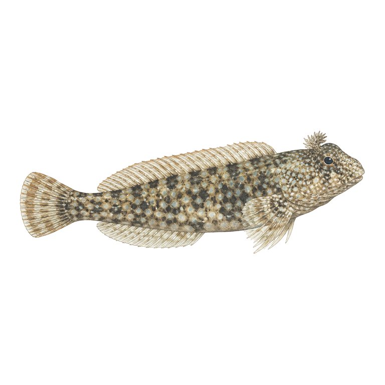 Illustration of a single Montagu's blenny (Coryphoblennius galerita) for the Azores species directory