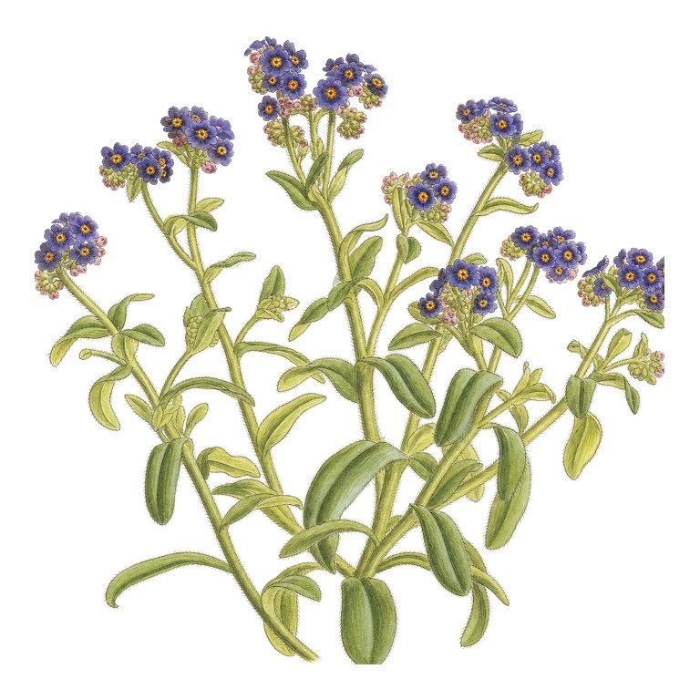 Illustration of a single Azores endemic — Myosotis azorica (Myosotis azorica) for the Azores species directory