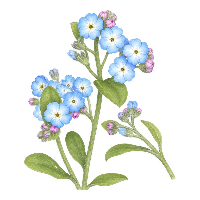Illustration of a single Azores endemic — Myosotis maritima (Myosotis maritima) for the Azores species directory
