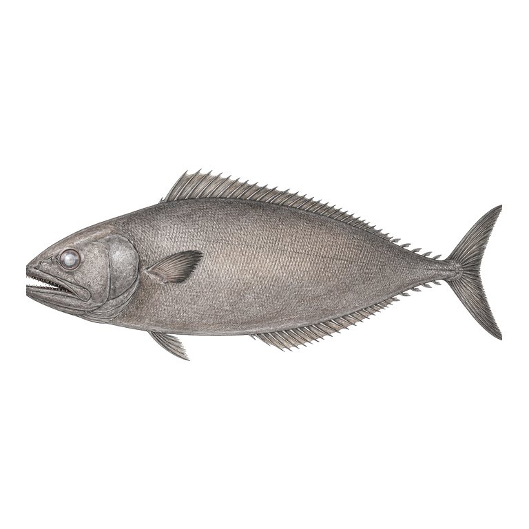 Illustration of a single Oilfish (Ruvettus pretiosus) for the Azores species directory
