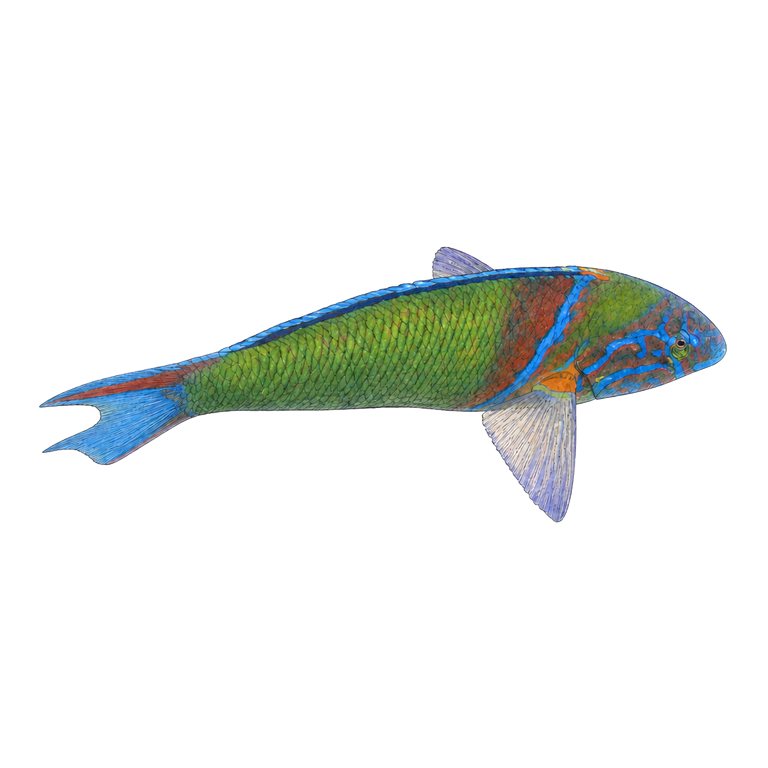 Illustration of a single Ornate wrasse (Thalassoma pavo) for the Azores species directory