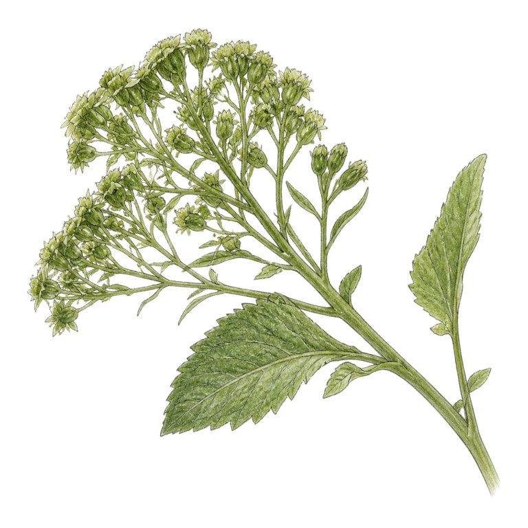 Illustration of a single Azores endemic — Pericallis malvifolia (Pericallis malvifolia) for the Azores species directory