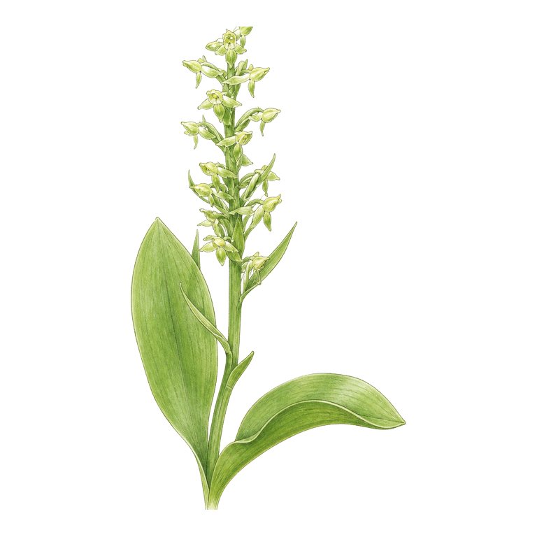 Illustration of a single Azores endemic — Platanthera azorica (Platanthera azorica) for the Azores species directory