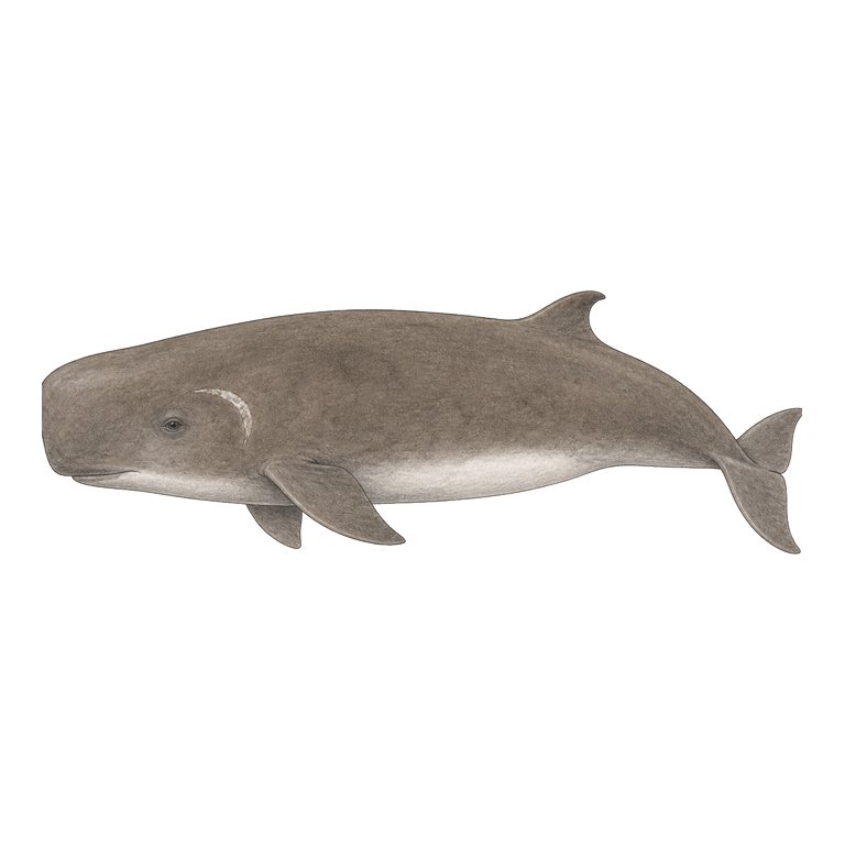 Illustratie van één Pygmy sperm whale (Kogia breviceps) voor de soortengids van de Azoren