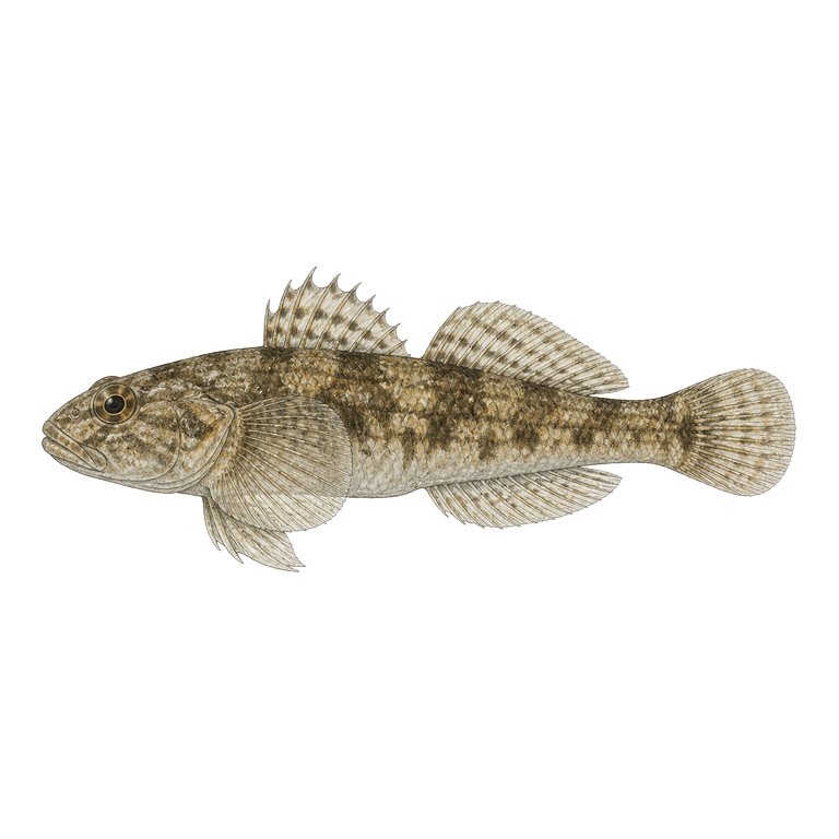 Illustration of a single Rock goby (Gobius paganellus) for the Azores species directory