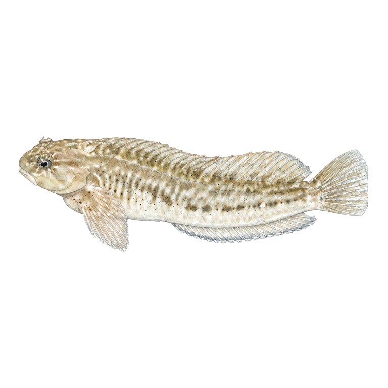 Illustration of a single Rock-pool blenny (Parablennius parvicornis) for the Azores species directory