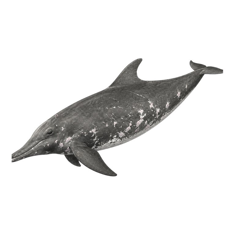 Illustratie van één Rough-toothed dolphin (Steno bredanensis) voor de soortengids van de Azoren