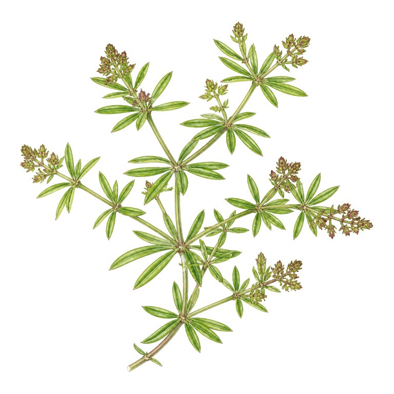 Illustration of a single Azores endemic — Rubia agostinhoi (Rubia agostinhoi) for the Azores species directory