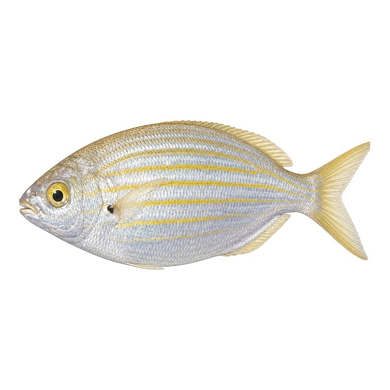 Illustration of a single Salema (Sarpa salpa) for the Azores species directory