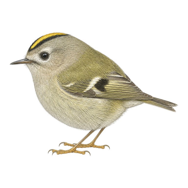 Illustration d’un seul Santa Maria goldcrest (Regulus regulus sanctaemariae) pour le répertoire des espèces des Açores