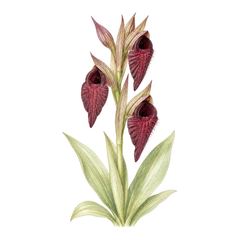 Illustration of a single Azores endemic — Serapias cordigera subsp. azorica (Serapias cordigera subsp. azorica) for the Azores species directory