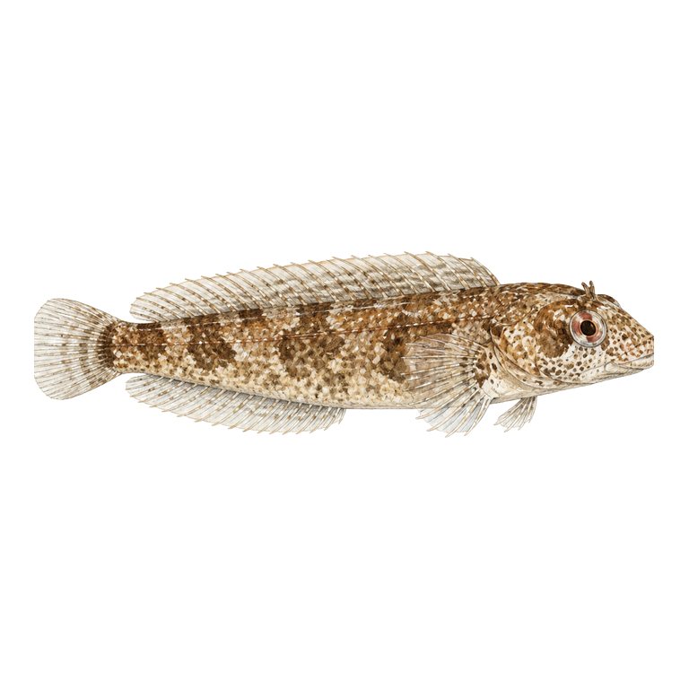 Illustration of a single Shanny (Lipophrys pholis) for the Azores species directory
