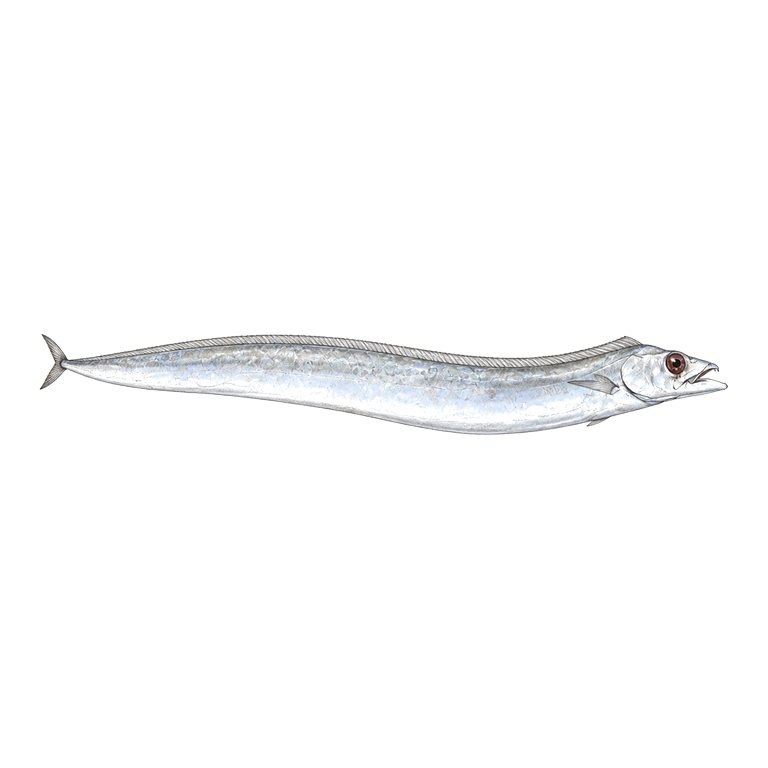 Illustration of a single Silver scabbardfish (Lepidopus caudatus) for the Azores species directory