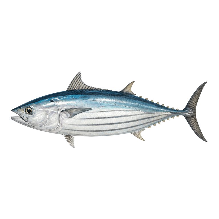 Illustration of a single Skipjack tuna (Katsuwonus pelamis) for the Azores species directory