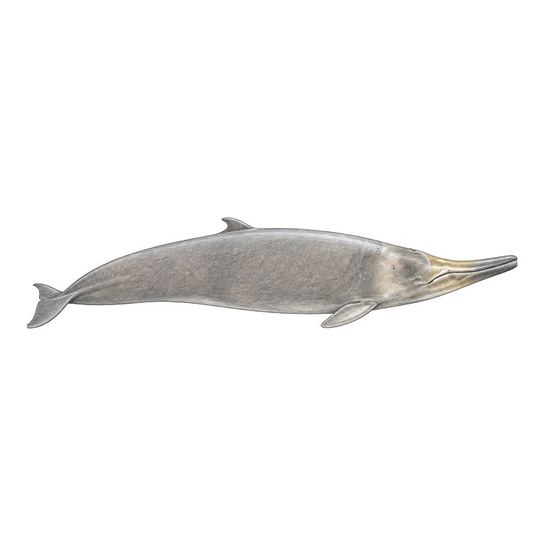Illustratie van één Sowerby's beaked whale (Mesoplodon bidens) voor de soortengids van de Azoren