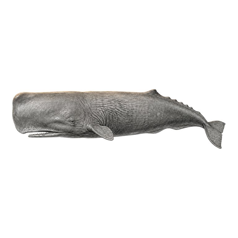 Illustratie van één Sperm whale (Physeter macrocephalus) voor de soortengids van de Azoren