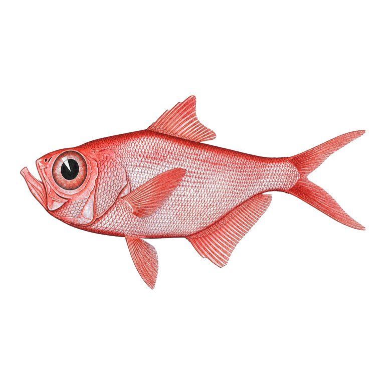 Illustration of a single Splendid alfonsino (Beryx splendens) for the Azores species directory