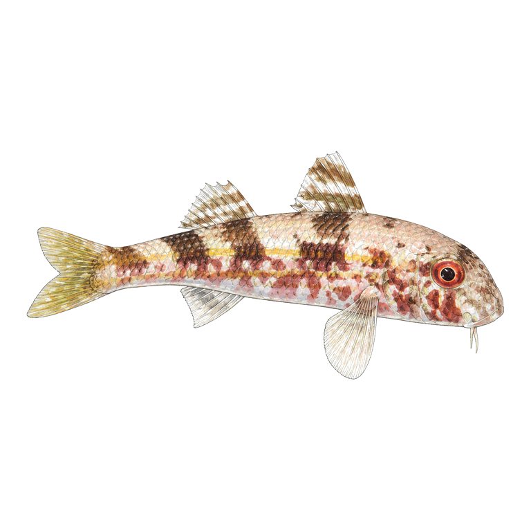 Illustration of a single Striped red mullet (Mullus surmuletus) for the Azores species directory