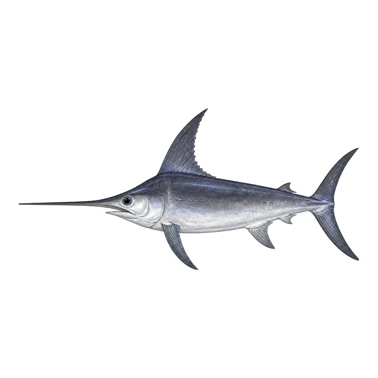 Illustration of a single Swordfish (Xiphias gladius) for the Azores species directory