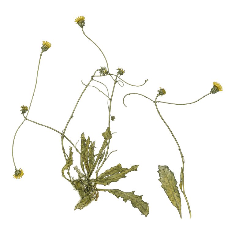 Illustration of a single Azores endemic — Tolpis graciosensis (Tolpis graciosensis) for the Azores species directory