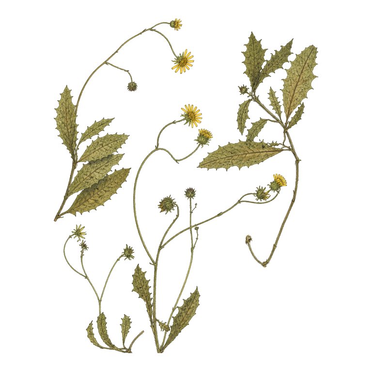Illustration of a single Azores endemic — Tolpis mariensis (Tolpis mariensis) for the Azores species directory