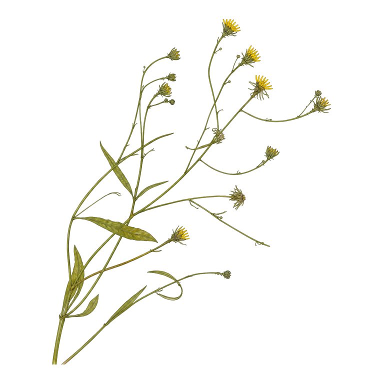 Illustration of a single Azores endemic — Tolpis maritima (Tolpis maritima) for the Azores species directory