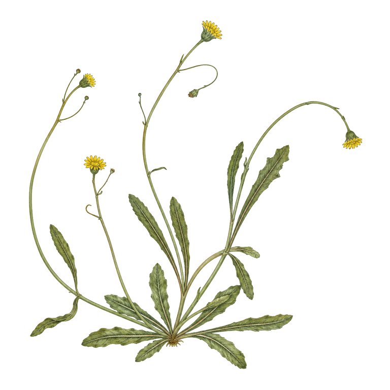 Illustration of a single Azores endemic — Tolpis maritimoccidentalis (Tolpis maritimoccidentalis) for the Azores species directory