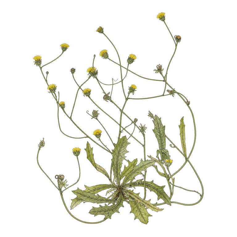 Illustration of a single Azores endemic — Tolpis maritimocentralis (Tolpis maritimocentralis) for the Azores species directory