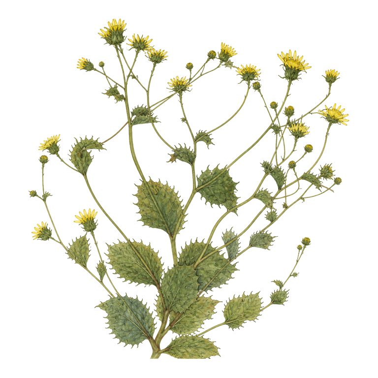 Illustration of a single Azores endemic — Tolpis occidentalis (Tolpis occidentalis) for the Azores species directory