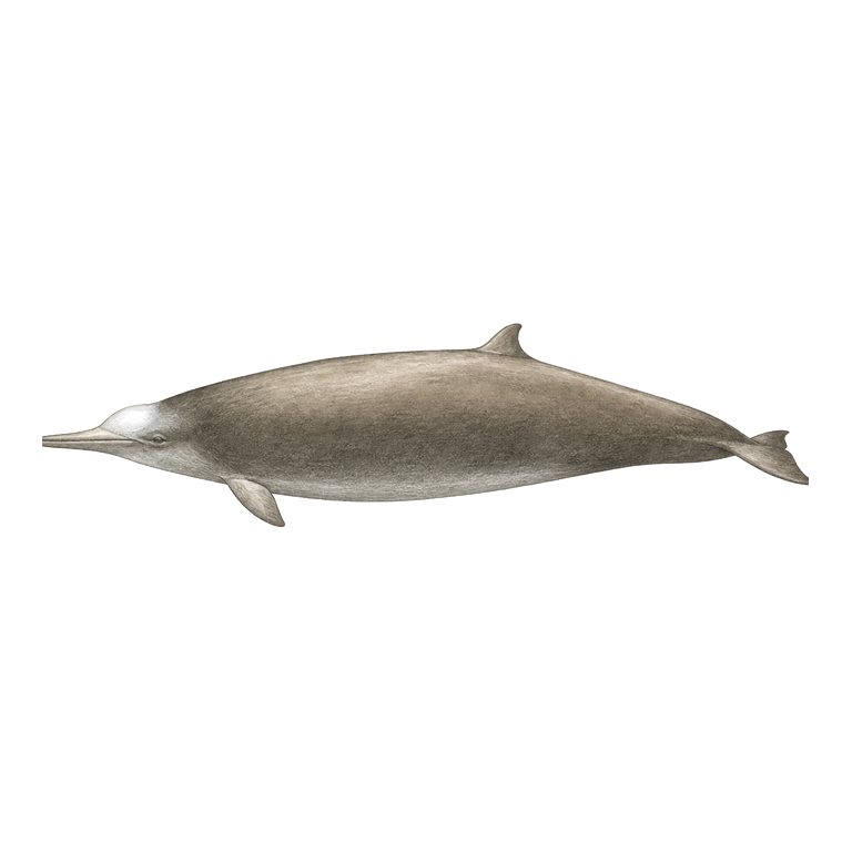 Illustratie van één True's beaked whale (Mesoplodon mirus) voor de soortengids van de Azoren