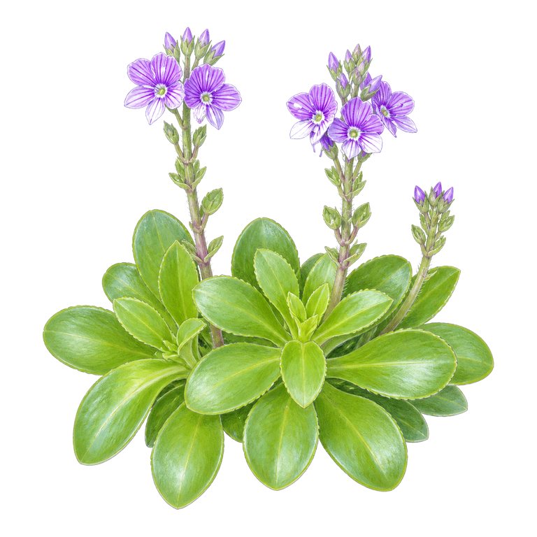 Illustration of a single Azores endemic — Veronica dabneyi (Veronica dabneyi) for the Azores species directory