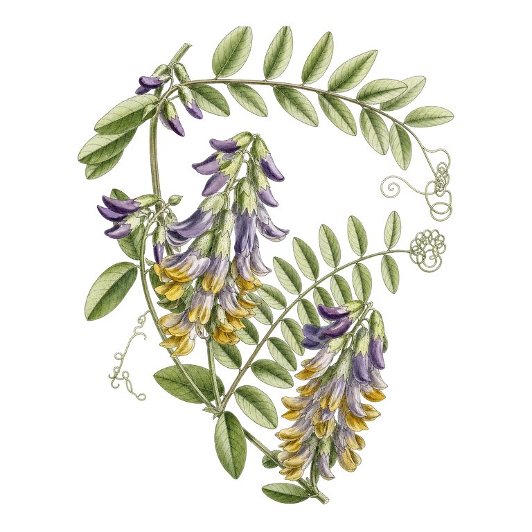Illustration of a single Azores endemic — Vicia dennesiana (Vicia dennesiana) for the Azores species directory