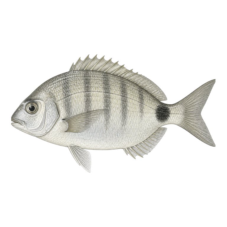 Illustration of a single White seabream (Diplodus sargus) for the Azores species directory