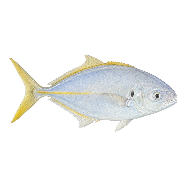 Illustration of a single White trevally (Pseudocaranx dentex) for the Azores species directory