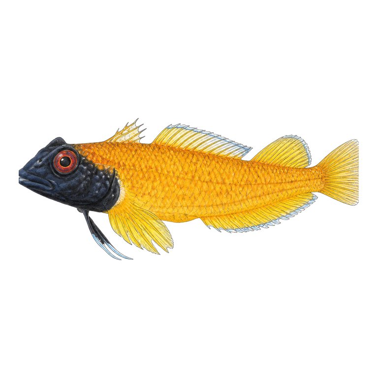 Illustration of a single Yellow triplefin (Tripterygion delaisi) for the Azores species directory